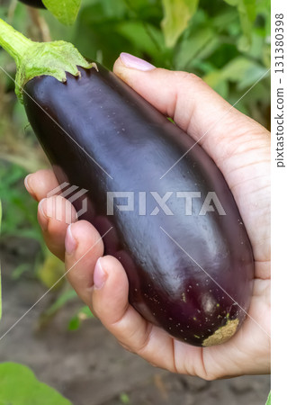 Eggplants growing on the garden bed. 131380398