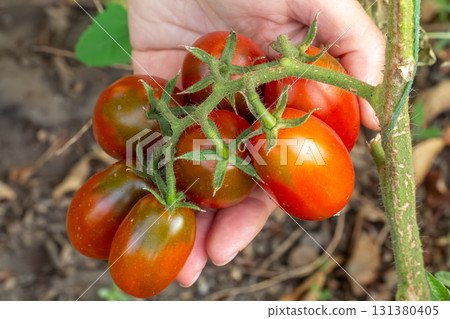 Ripe red tomatoes growing on a bush in the garden. Ripe red tomatoes growing on a bush in the garden. 131380405