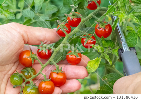 Ripe red cherry tomatoes growing on a bush in the greenhouse. 131380410