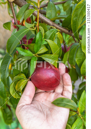 Woman is picking ripe nectarines from the tree Woman is picking ripe nectarines from the tree 131380417