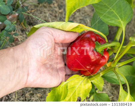 Red bell pepper growing on a bush in the garden. Red bell pepper growing on a bush in the garden. 131380419