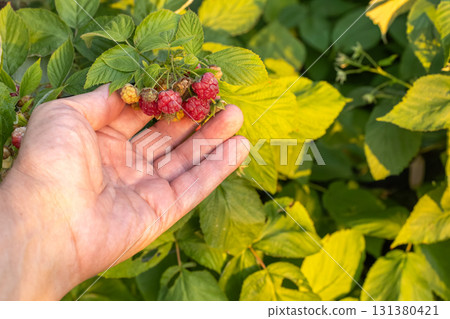 Woman's hand with ripe and unripe raspberries growing in the fruit garden. 131380421