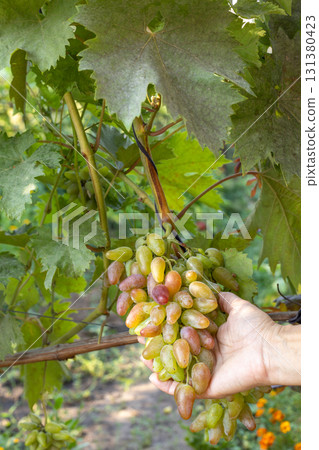 Bunch of ripe white grapes in the female hand. Bunch of ripe white grapes in the female hand. 131380423