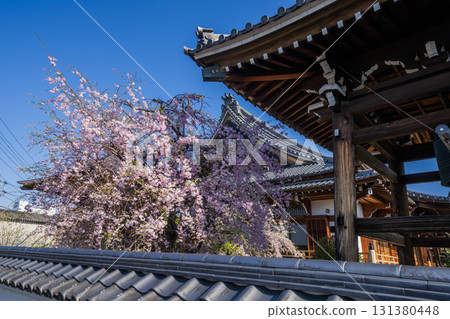 常念寺的春景 常念寺的春景 131380448