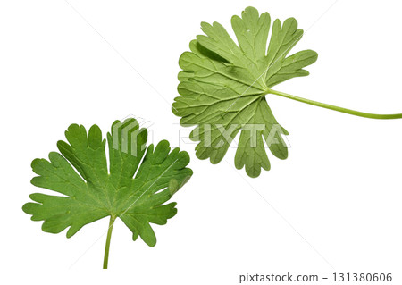 Geranium petiolatum is a type of herbaceous plant. 131380606