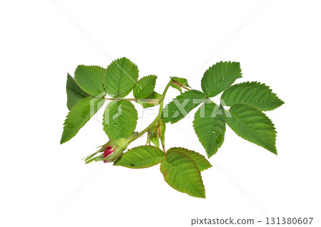 Leaves and an unblown rosehip bud. 131380607