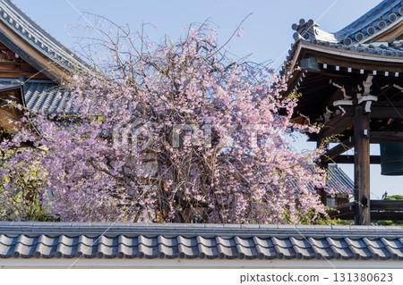 Spring scenery of Jonenji Temple Spring scenery of Jonenji Temple 131380623