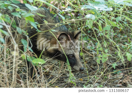 棲息於大阪府枚方市淀川河畔的貉 131380637