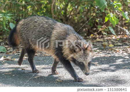 Raccoon dogs living on the banks of the Yodo River, Hirakata City, Osaka Prefecture 131380641