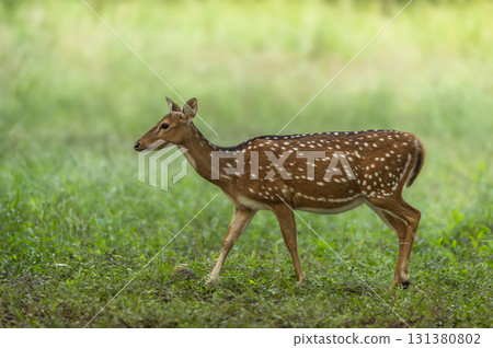 wild adult female spotted deer or chital or axis deer side profile with eye contact walking in natural scenic green background winter season safari jim corbett national park forest uttarakhand india wild adult female spotted deer or chital or axis deer side profile with eye contact walking in natural scenic green background winter season safari jim corbett national park forest uttarakhand india 131380802