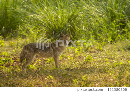Wild indian golden jackal or Canis aureus indicus side profile with eye contact and natural green in winter season morning safari at ranthambore national park forest tiger reserve rajasthan india Wild indian golden jackal or Canis aureus indicus side profile with eye contact and natural green in winter season morning safari at ranthambore national park forest tiger reserve rajasthan india 131380806
