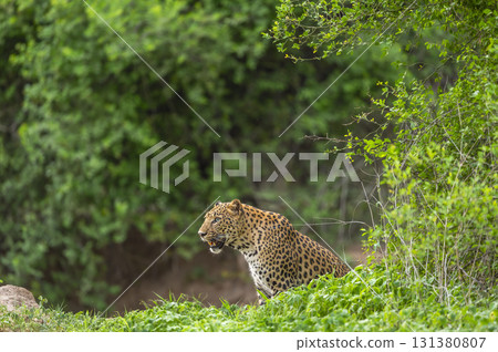 wild indian male leopard or panther or panthera pardus in sitting position pose side profile in natural scenic green background in winter season safari game drive in national park forest reserve india wild indian male leopard or panther or panthera pardus in sitting position pose side profile in natural scenic green background in winter season safari game drive in national park forest reserve india 131380807