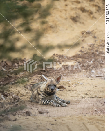 Striped hyena or hyaena hyaena closeup or portrait sitting on track with eye contact blocking road in winter season outdoor jungle safari in ranthambore national park forest tiger reserve india asia Striped hyena or hyaena hyaena closeup or portrait sitting on track with eye contact blocking road in winter season outdoor jungle safari in ranthambore national park forest tiger reserve india asia 131380808