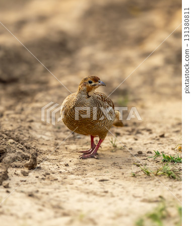 grey francolin or grey partridge or Francolinus pondicerianus closeup or portrait on a jungle track or road walking head on in safari at keoladeo national park bharatpur bird sanctuary rajasthan india 131380811