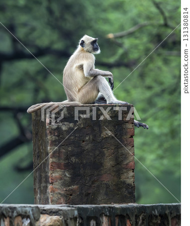 Northern plains gray langur or Hanuman langurs or indian langur or Semnopithecus monkey family on fort outdoor wall during jungle safari at ranthambore national park or tiger reserve rajasthan india 131380814