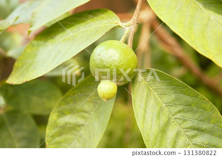 Unripe guava 2 131380822