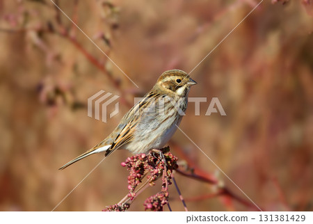 Female common reed bunting (Emberiza schoeniclus) Female common reed bunting (Emberiza schoeniclus) 131381429