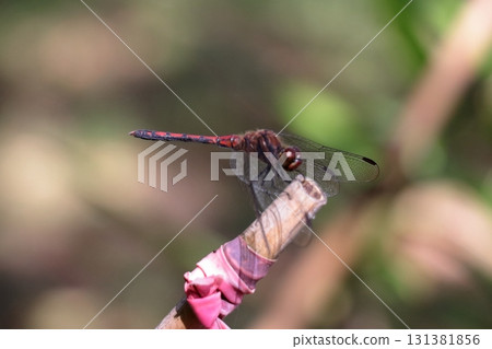 A dragonfly resting its wings on a branch (Daily Life) 131381856