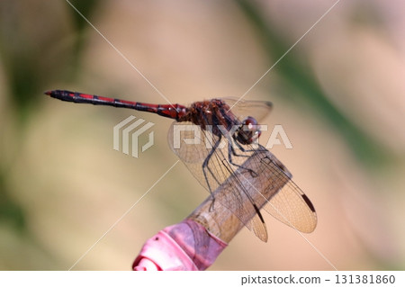 A dragonfly resting its wings on a branch (Daily Life) A dragonfly resting its wings on a branch (Daily Life) 131381860