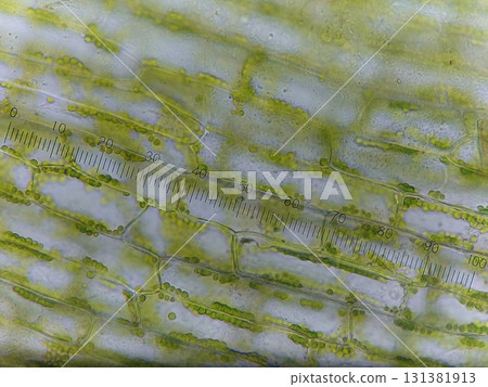 Chloroplasts in plant cells 131381913