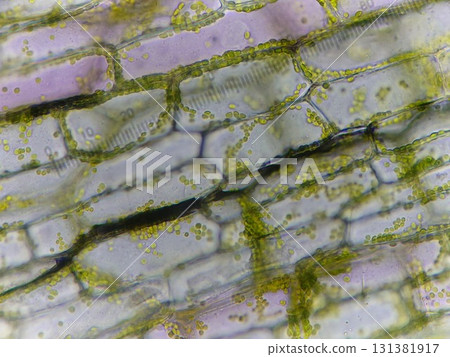 Overlapping plant cells 131381917