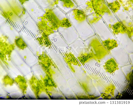 Micrometer and Plant Cells 131381919