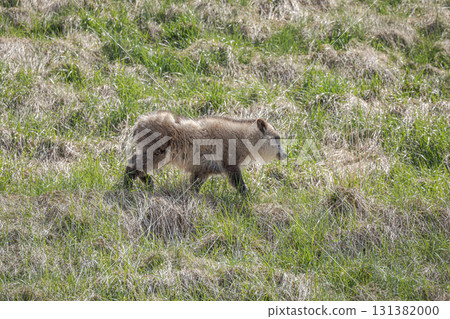 日本血統 131382000