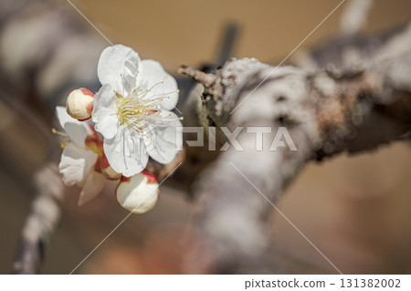 一朵白梅花的特寫 131382002