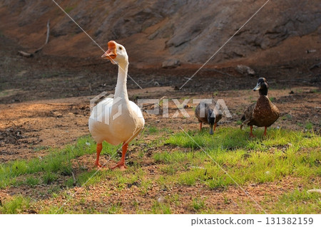 陸地上的一隻鵝和兩隻鴨子 131382159
