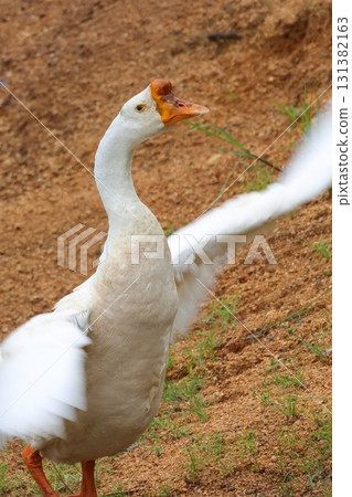 鵝展開翅膀 鵝展開翅膀 131382163