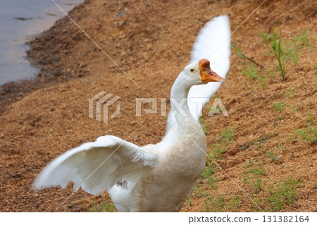 goose spreading its wings goose spreading its wings 131382164