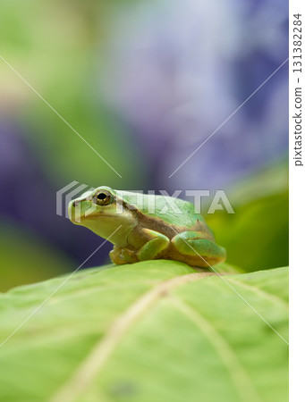 一隻樹蛙棲息在繡球花葉上 131382284