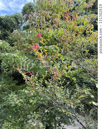 The arrival of autumn 131382619