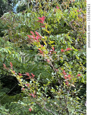 The arrival of autumn 131382621