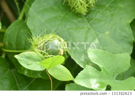 scarlet passion fruit flower or passiflora foetida tropical herb growing in backyard garden 131382623
