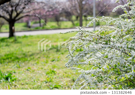 山田池公園的櫻花 131382646