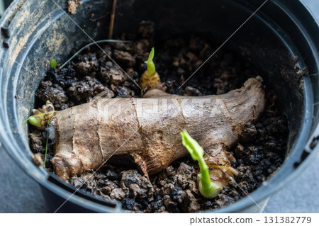 Ginger sprout to boost the immune system, zingiber officinale 131382779
