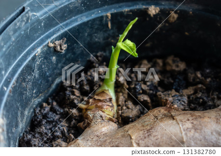 Ginger sprout to boost the immune system, zingiber officinale Ginger sprout to boost the immune system, zingiber officinale 131382780
