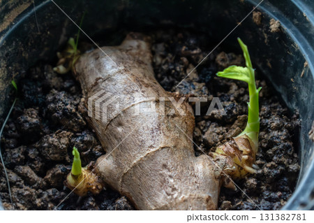 Ginger sprout to boost the immune system, zingiber officinale Ginger sprout to boost the immune system, zingiber officinale 131382781