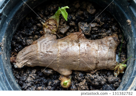 Ginger sprout to boost the immune system, zingiber officinale 131382782