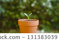 Eco image: A terracotta pot and a seedling with two leaves Eco image: A terracotta pot and a seedling with two leaves 131383039