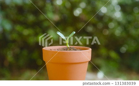 Eco image: A terracotta pot and a seedling with two leaves Eco image: A terracotta pot and a seedling with two leaves 131383039
