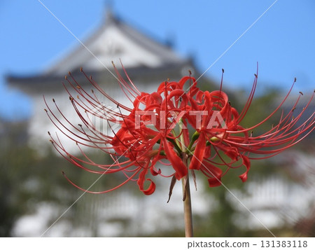紅蜘蛛百合,蜘蛛百合,蜘蛛百合,花,花瓣,甘草,秋季,紅色,紅花,秋花,9 紅蜘蛛百合,蜘蛛百合,蜘蛛百合,花,花瓣,甘草,秋季,紅色,紅花,秋花,9 131383118