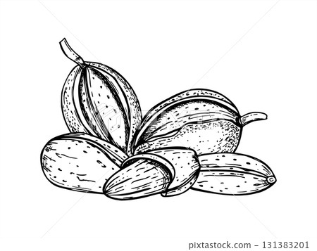 Monochrome vector composition of almonds in various stages, green hull, hard shell, and edible kernel. Almond in nutshell for health food packaging, culinary blogs, agricultural design 131383201