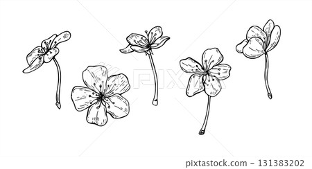 Monochrome vector illustration of fruit tree blossoms. Set of plum, peach, apricot, almond or apple single flowers. Floral spring etching elements for botanical designs, posters, invitation 131383202