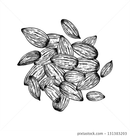 Raw peeled almond nuts pile monochrome vector line art painted by black inks. Etching drawing of almond kernels for healthy food packaging, culinary blogs, vegan recipes, product labels. Top view 131383203