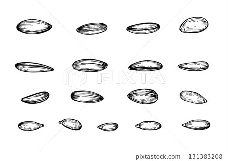 Sunflower seeds set in various forms monochrome vector isolated illustration painted by black inks. Raw seeds in shell and kernels realistic graphic sketch. For bird feeder labels, product designs. Sunflower seeds set in various forms monochrome vector isolated illustration painted by black inks. Raw seeds in shell and kernels realistic graphic sketch. For bird feeder labels, product designs. 131383208
