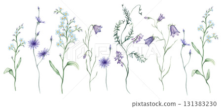 Watercolor set of Blue purple meadow flowers. Botanical bluebell and forget-me-nots and Mouse Pea Flowers. Hand drawn illustration with pencil strokes. Chicory flower officinalis plant 131383230