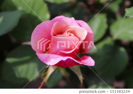 淡淡的柔和粉紅玫瑰 131383234