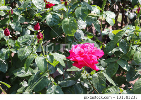 Brilliant pink roses 131383235